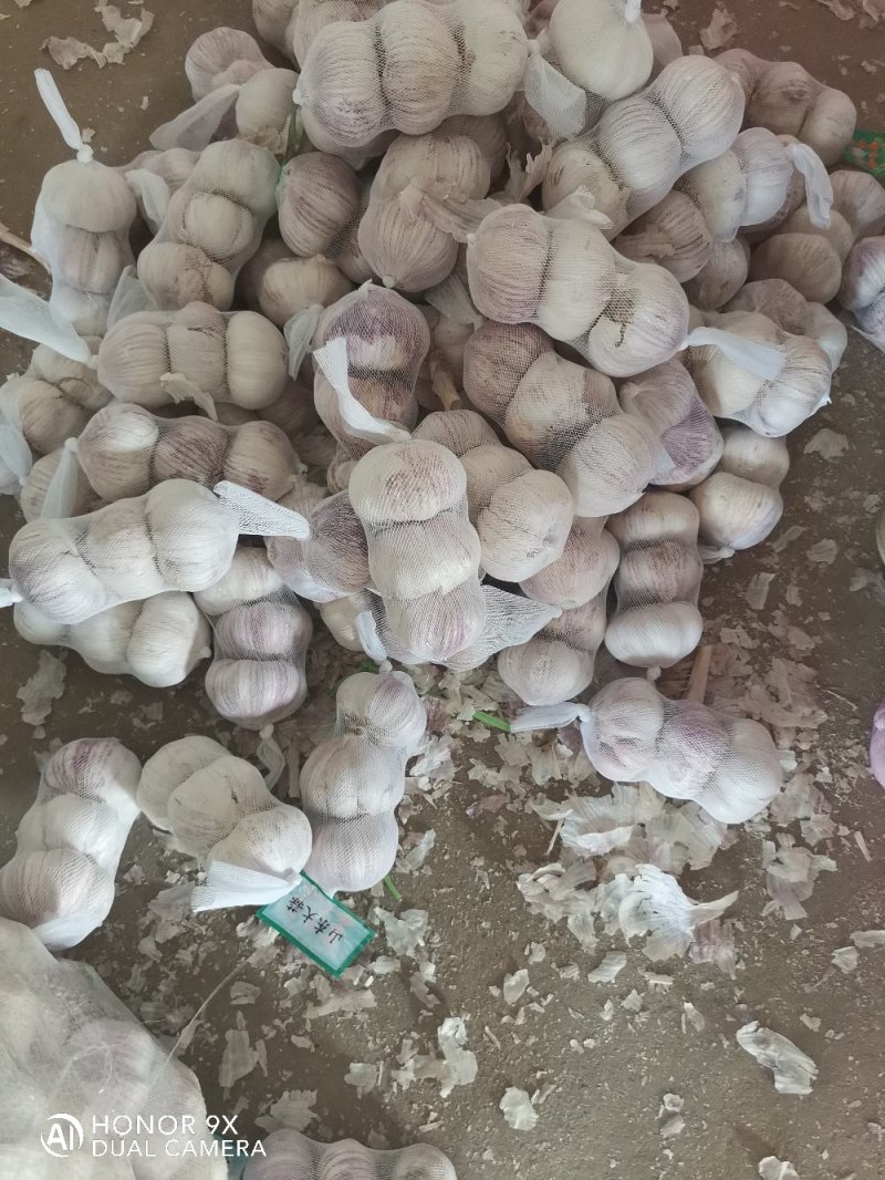 金乡冷库白皮大蒜，新蒜老蒜，各个规格全部有货，保证质量
