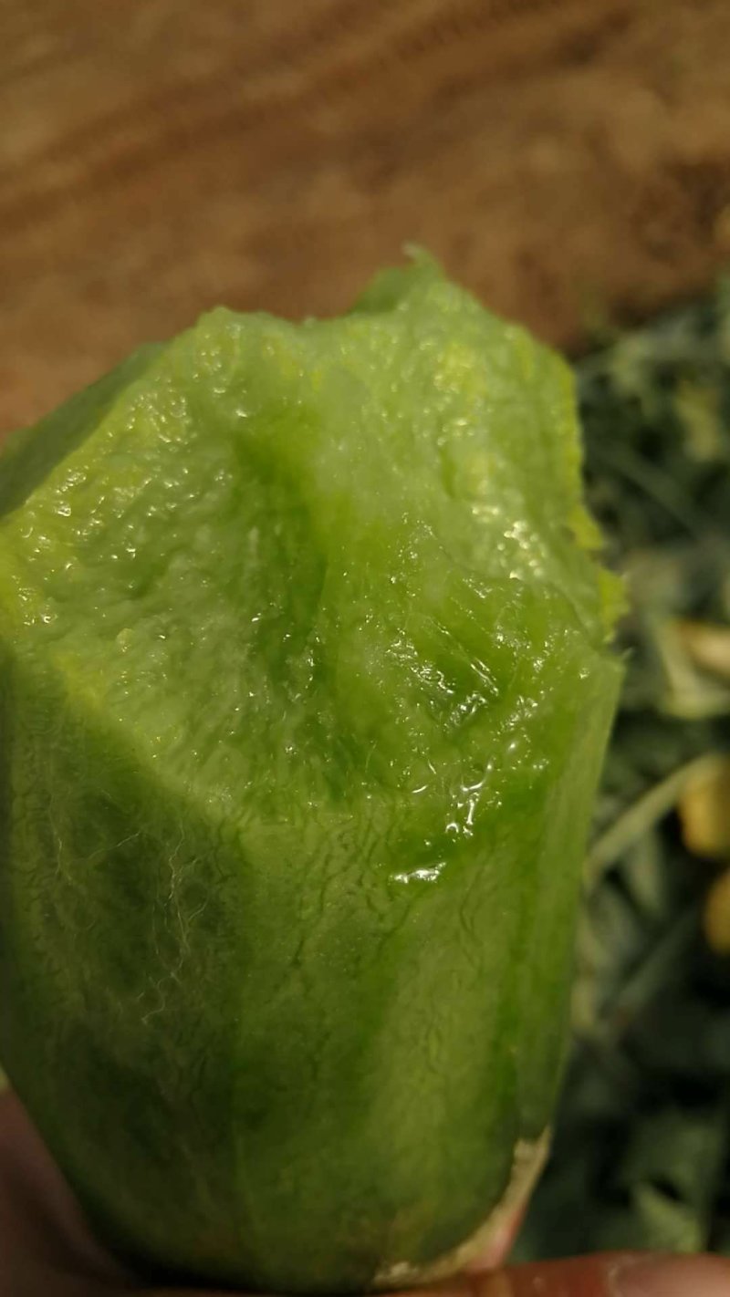 水果萝卜种子精品水果萝卜种子供应