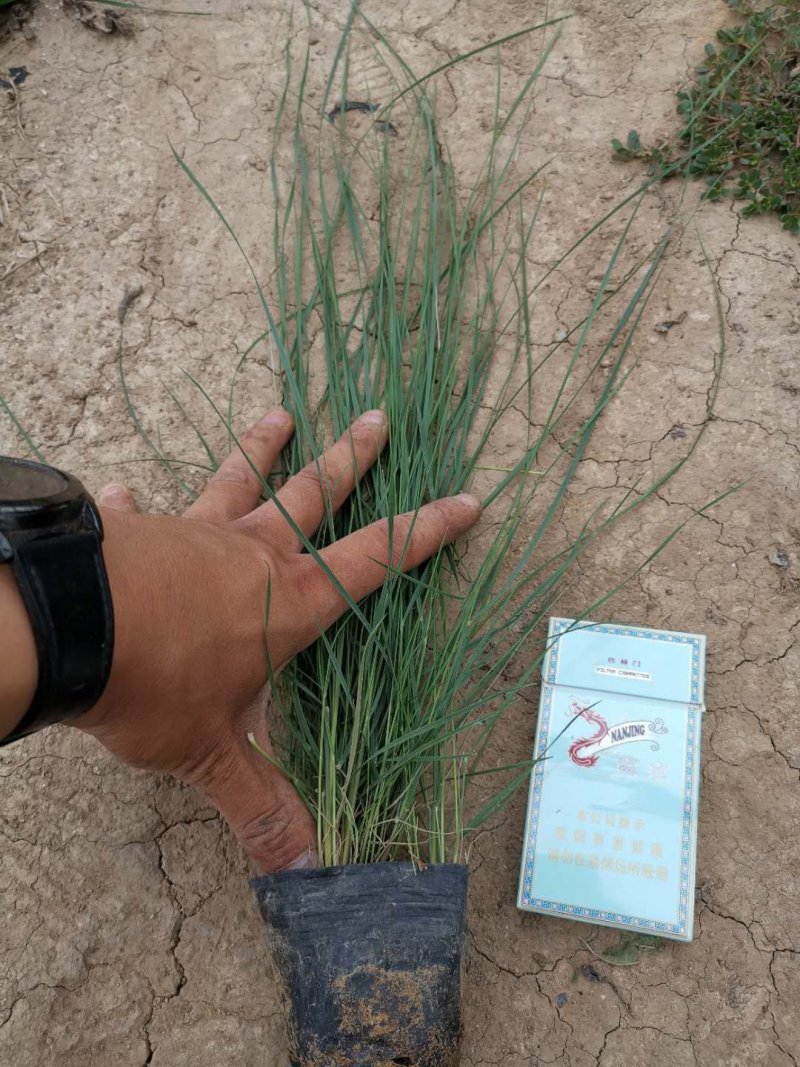 粉黛乱子草，山东青州基地直销，质量保证，规格齐全大量有货