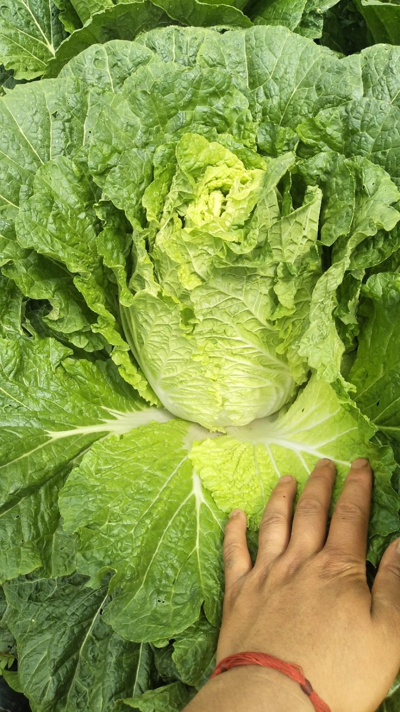 大白菜云南陆天大白菜🥬……………………