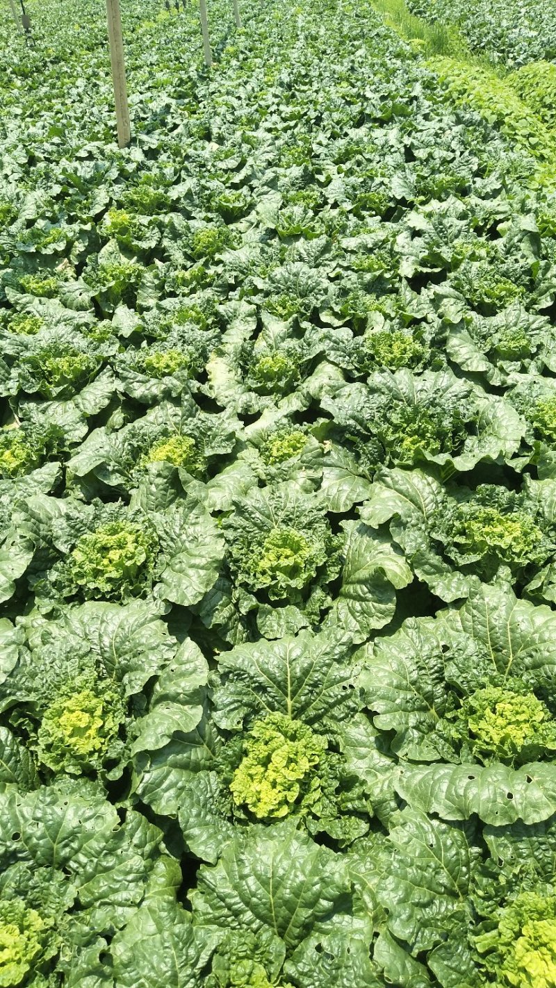 大白菜云南陆天大白菜🥬……………………