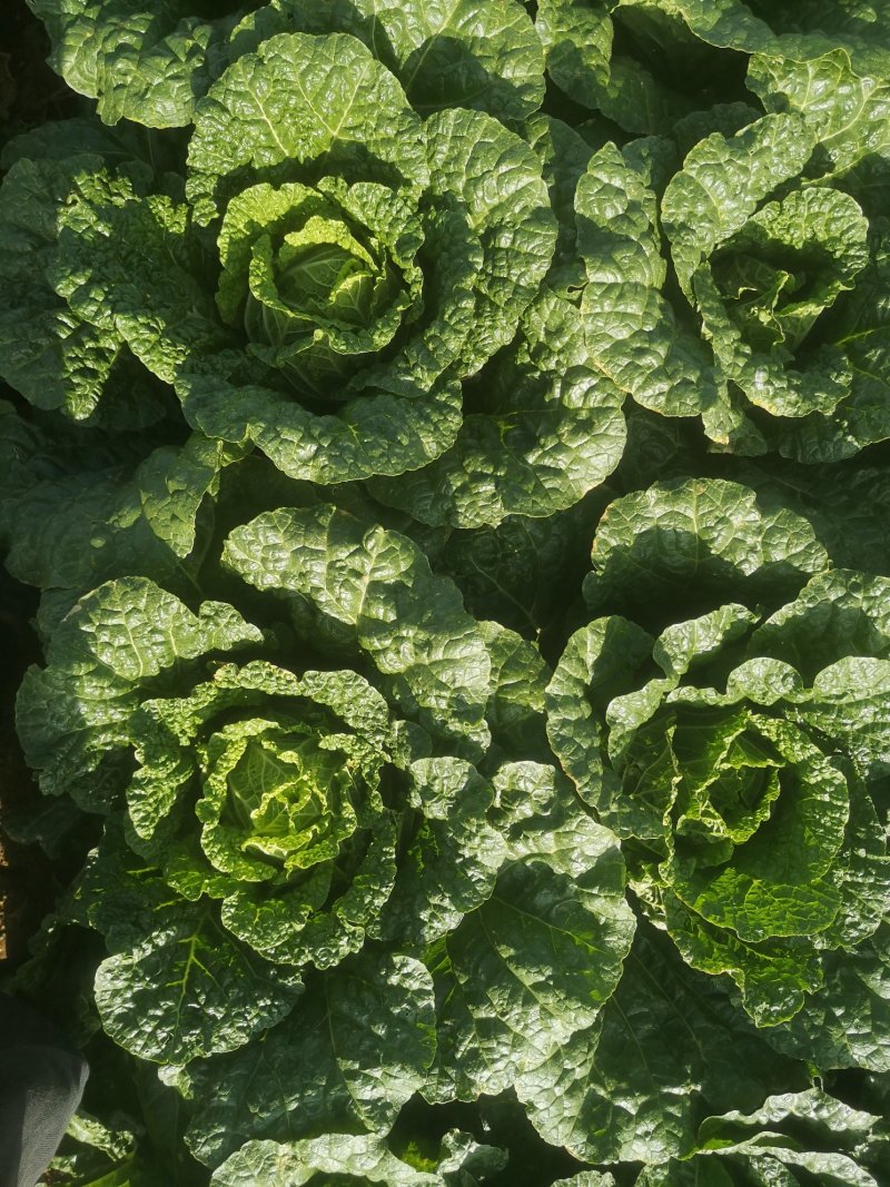大白菜云南陆天大白菜🥬……………………