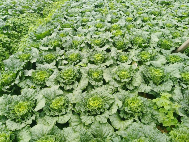 大白菜云南陆天大白菜🥬……………………