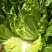 大白菜云南陆天大白菜🥬……………………