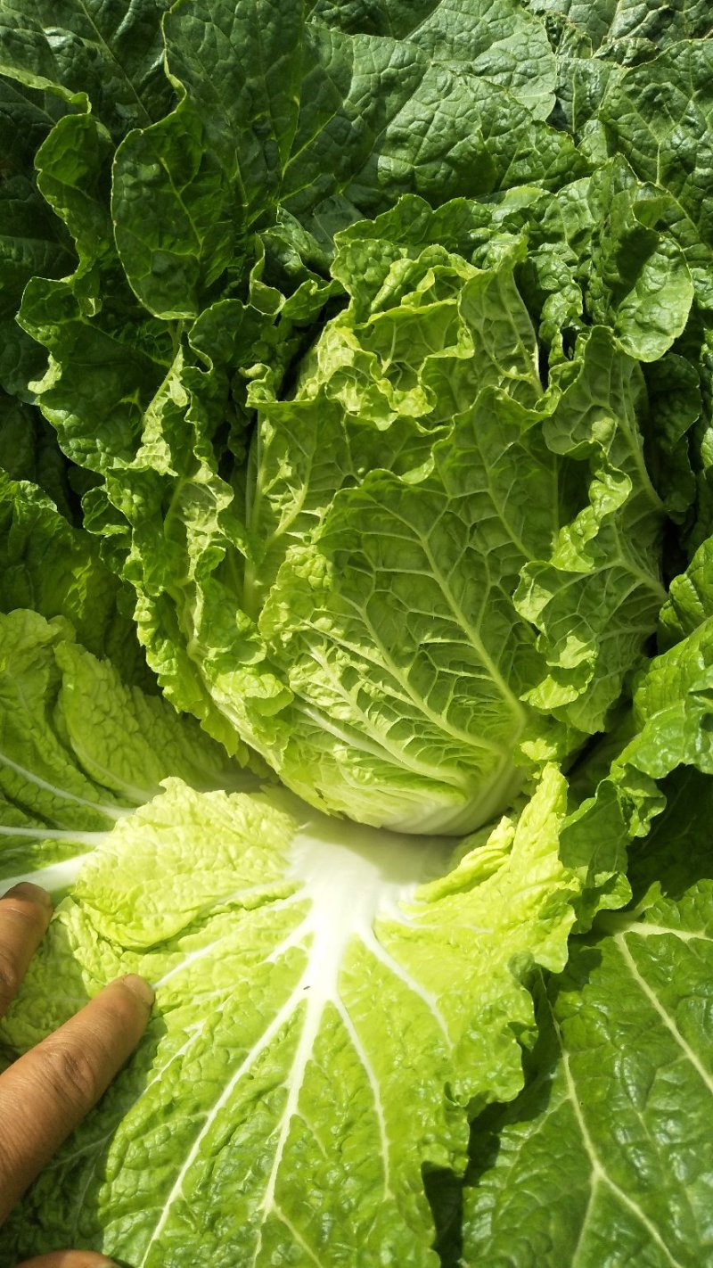 大白菜云南陆天大白菜🥬……………………