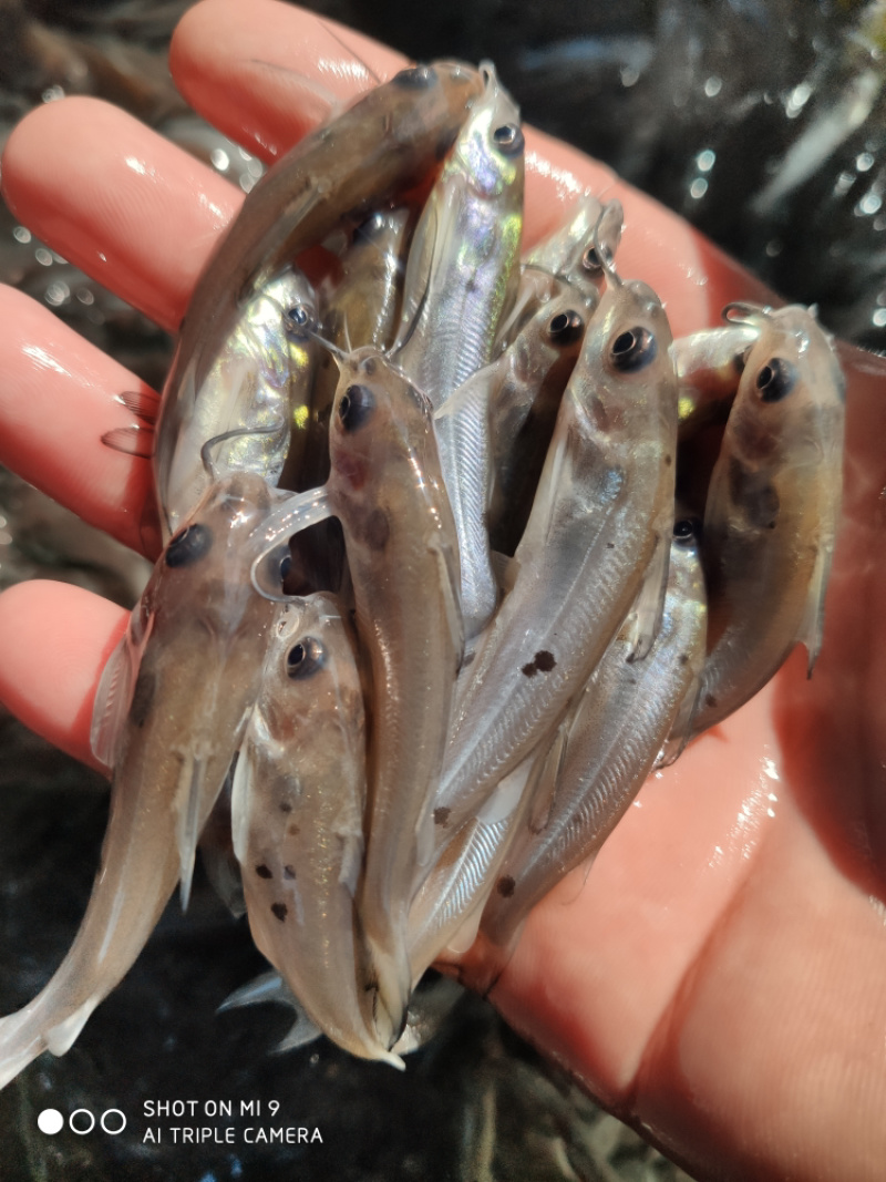 叉尾鮰鱼苗斑点叉尾鮰鱼苗批发鮰鱼苗产地
