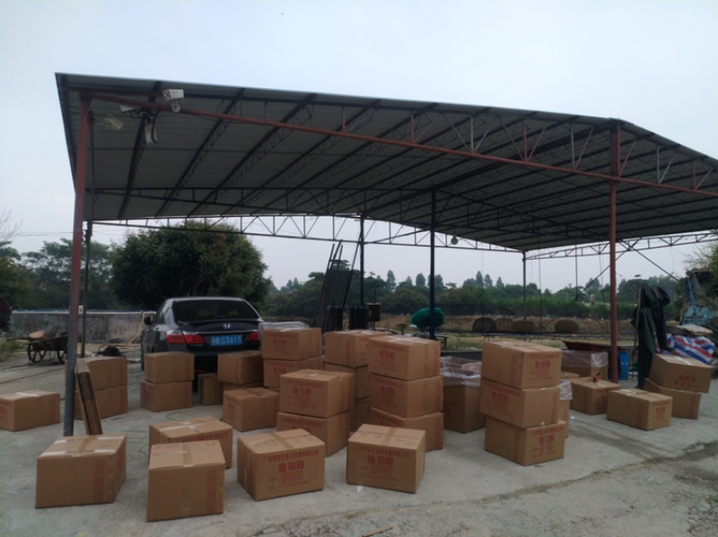 叉尾鮰鱼苗斑点叉尾鮰鱼苗批发鮰鱼苗产地