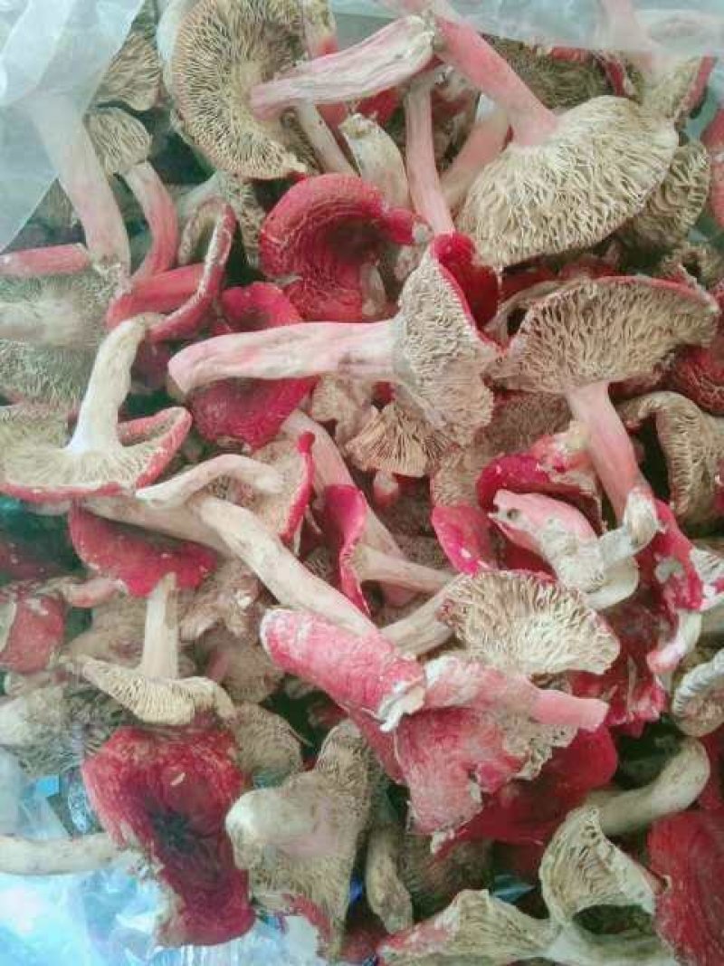 西双版纳野生大红菌