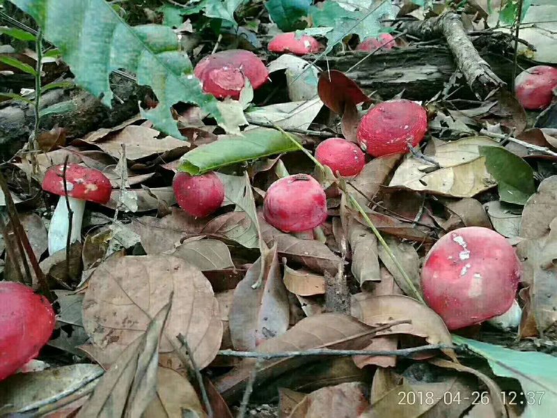 西双版纳野生大红菌