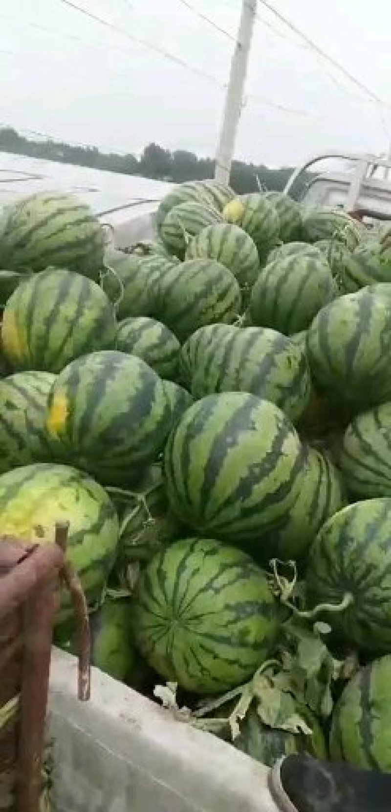 美都西瓜大量上市产地直销欢迎订购，甜王，各个品种，