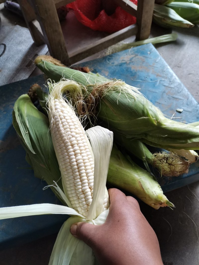 新鲜甜粘玉米口感好价格低货多有需要的联系