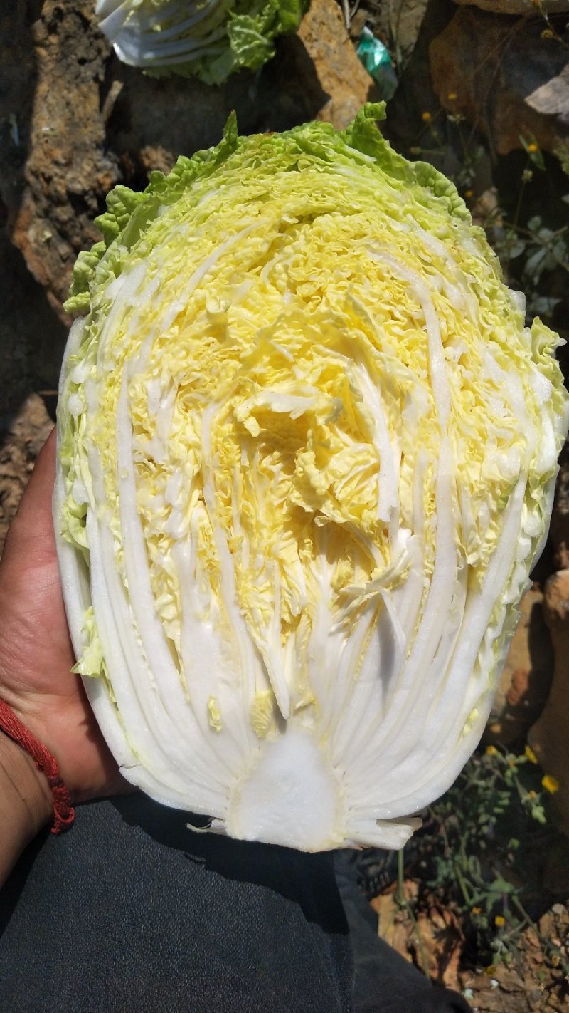 云南山地黄心大白菜产地热卖欢迎广大客商订购