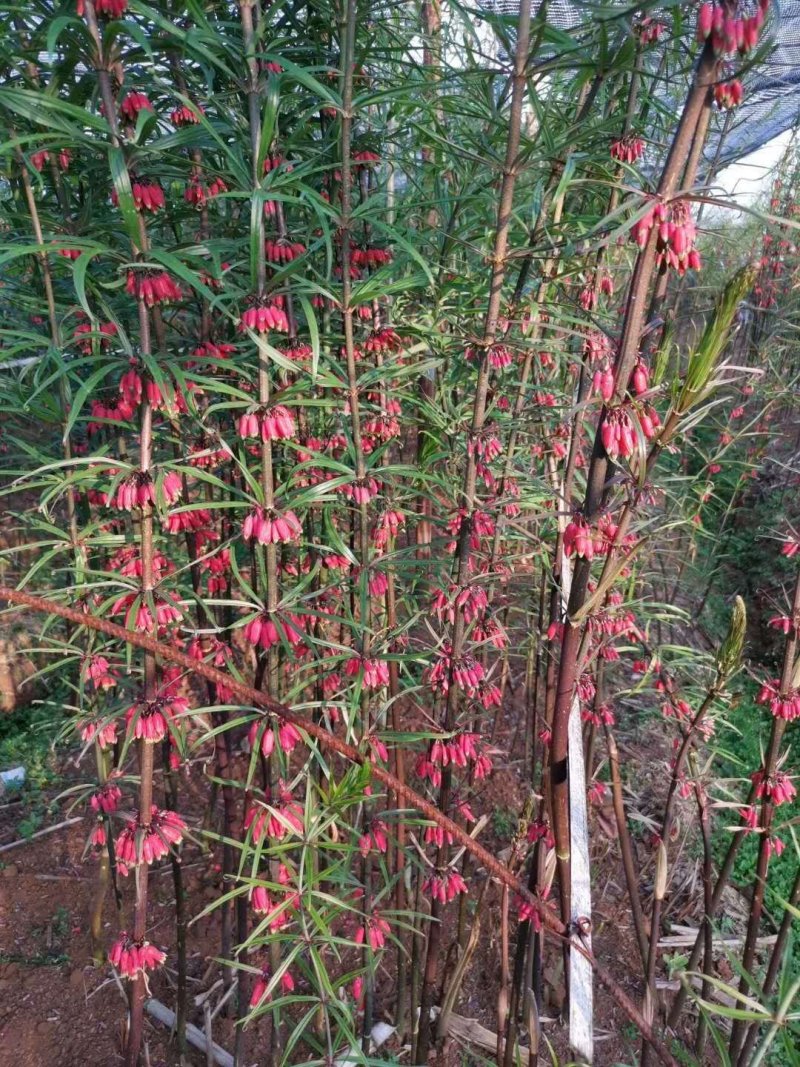 批发滇黄精一年优质小苗，量大从优，现货/可合作种植