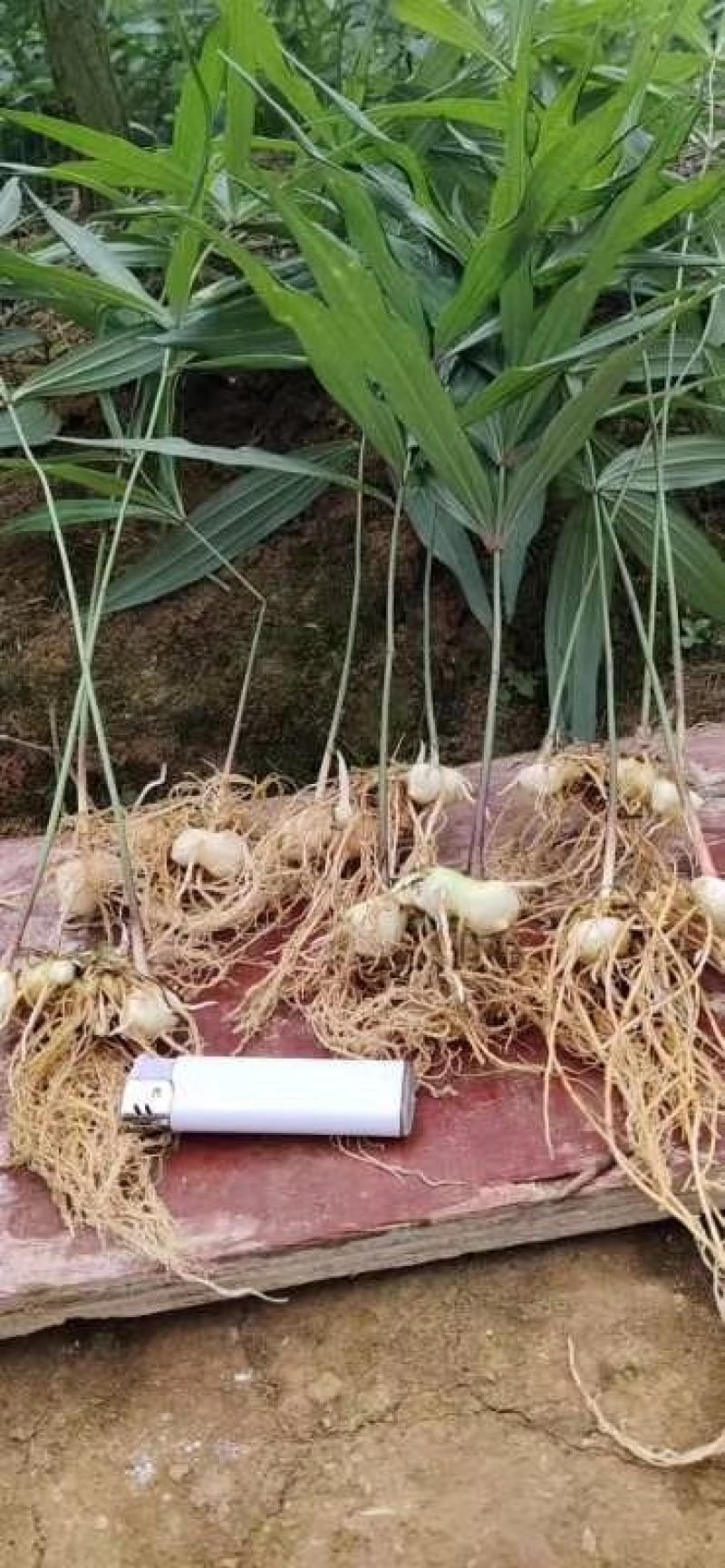 云南滇黄精1-2年优质小苗，超高品质基地直供
