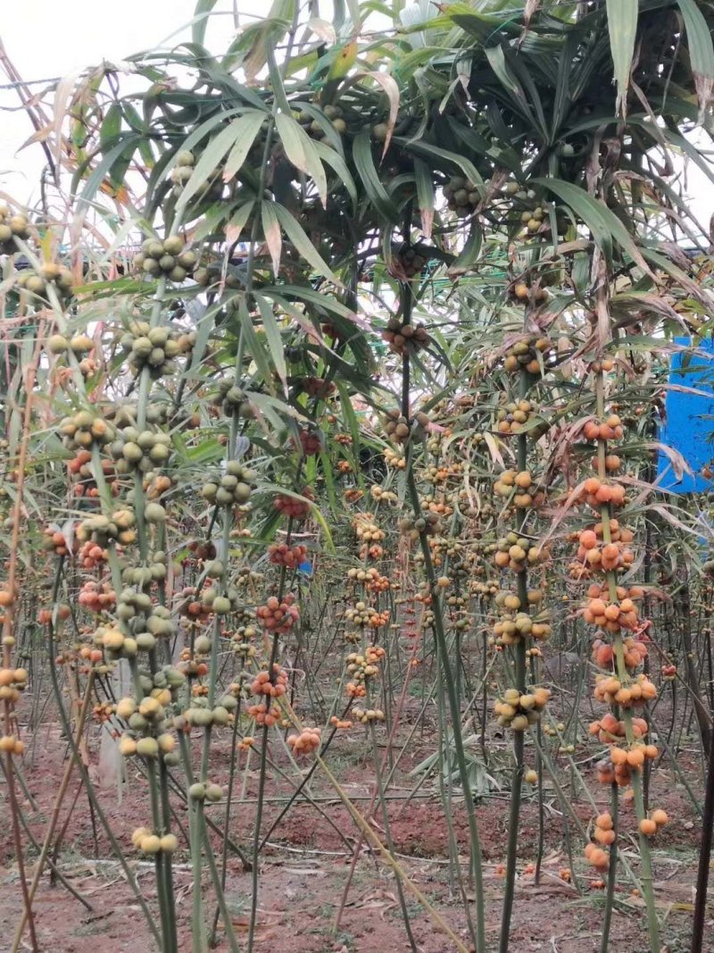 云南滇黄精1-2年优质小苗，超高品质基地直供