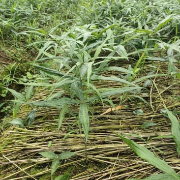 云南滇黄精1-2年优质小苗，超高品质基地直供