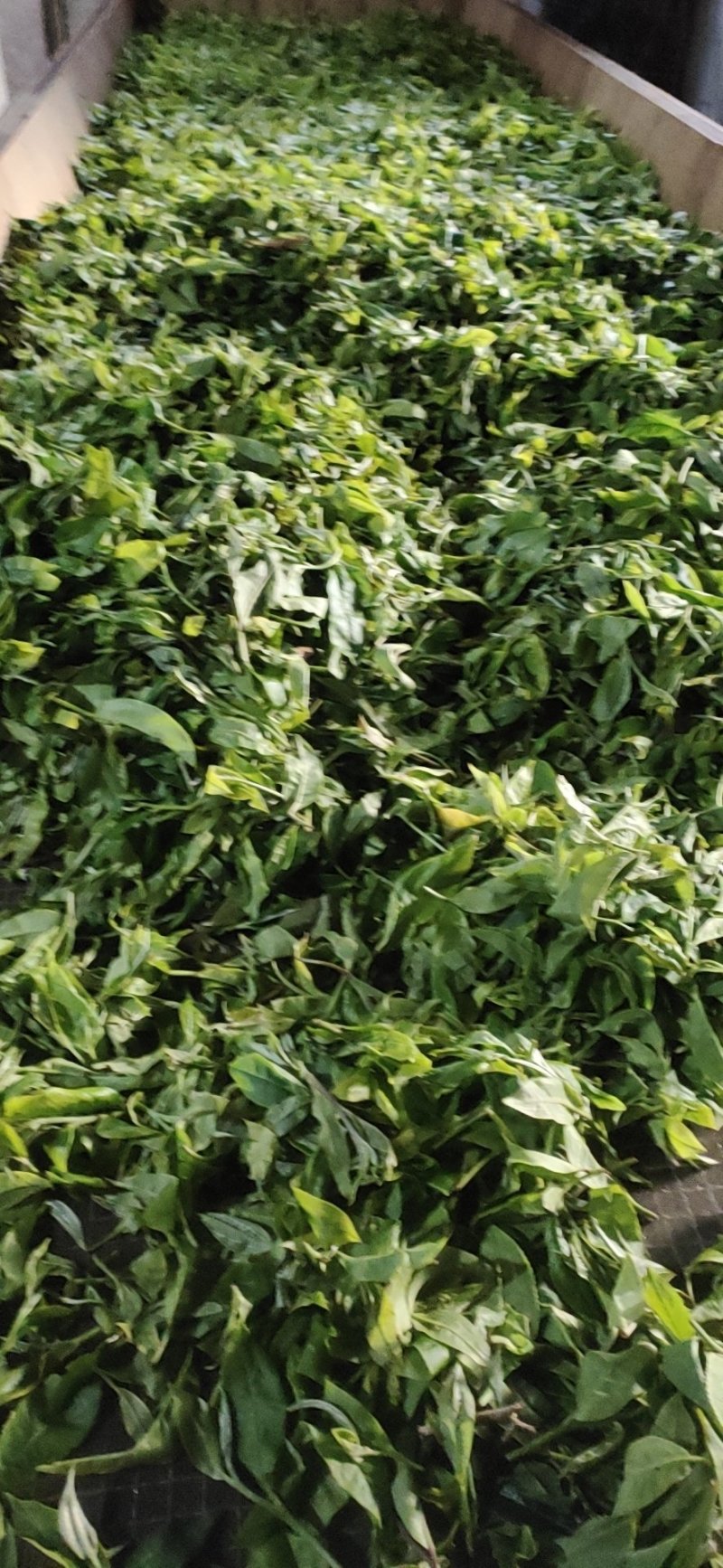 【普洱茶】云南普洱冰岛古树茶厂家直发保证品质