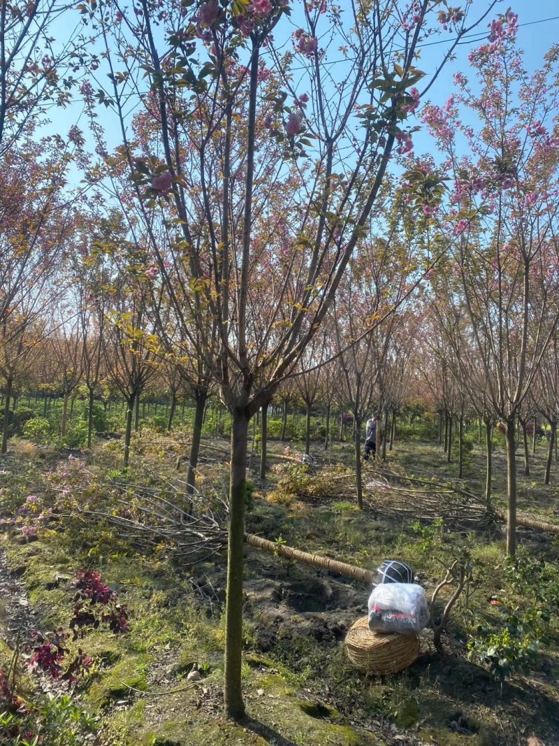 出售日本晚樱5-10公分日本晚樱花基地直销