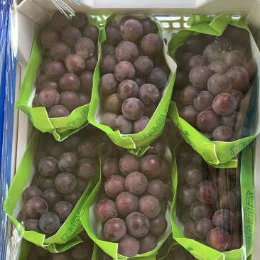 乒乓球葡萄，粒大均匀，口感好，单串1.5斤以上