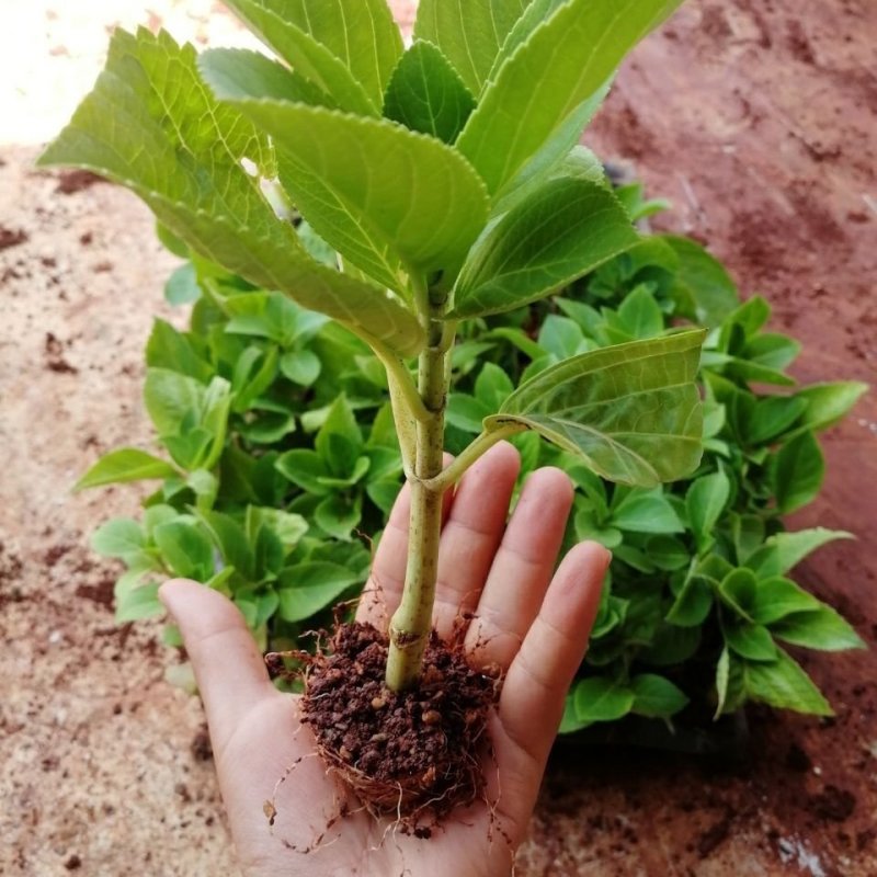 绣球花苗盆栽八仙花四季花卉植物盆栽花苗