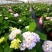 绣球花苗盆栽八仙花四季花卉植物盆栽花苗