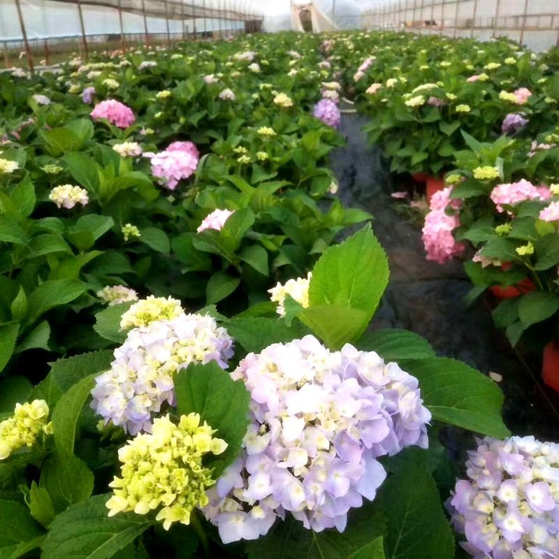 绣球花苗盆栽八仙花四季花卉植物盆栽花苗