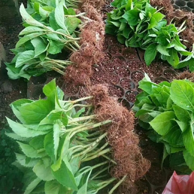 绣球花苗盆栽八仙花四季花卉植物盆栽花苗
