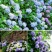 绣球花苗盆栽八仙花四季花卉植物盆栽花苗