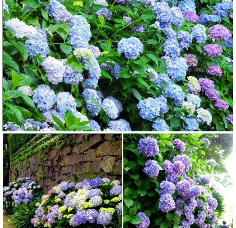 绣球花苗盆栽八仙花四季花卉植物盆栽花苗