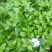 绣球花苗盆栽八仙花四季花卉植物盆栽花苗