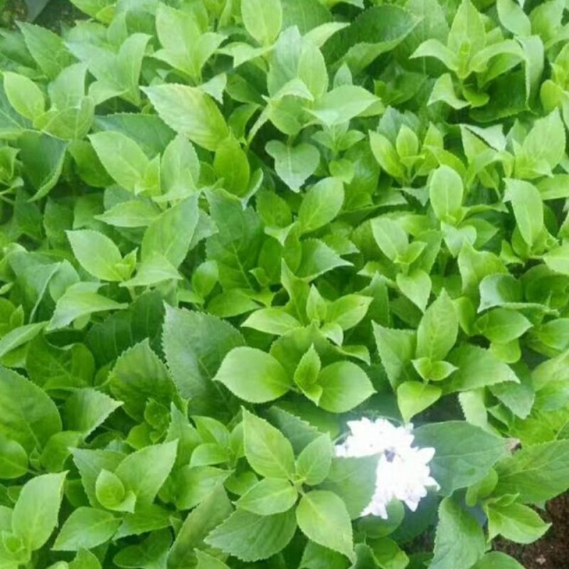 绣球花苗盆栽八仙花四季花卉植物盆栽花苗