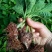 绣球花苗盆栽八仙花四季花卉植物盆栽花苗