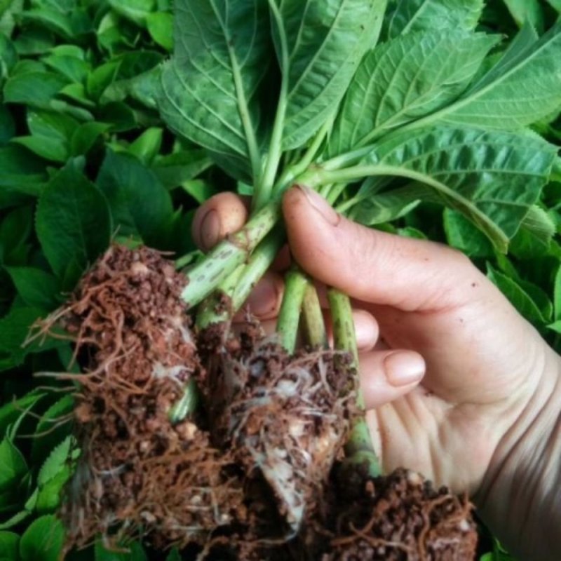 绣球花苗盆栽八仙花四季花卉植物盆栽花苗