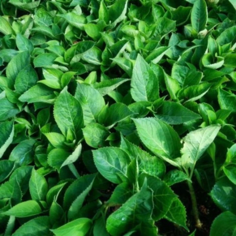 绣球花苗盆栽八仙花四季花卉植物盆栽花苗