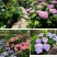 绣球花苗盆栽八仙花四季花卉植物盆栽花苗