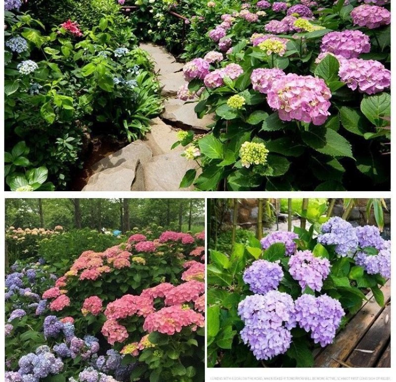 绣球花苗盆栽八仙花四季花卉植物盆栽花苗