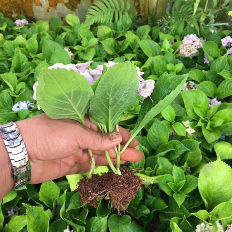 绣球花苗盆栽八仙花四季花卉植物盆栽花苗