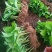 绣球花苗盆栽八仙花四季花卉植物盆栽花苗