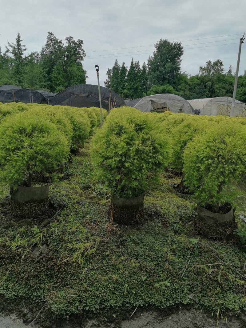 基地直销千层金千层金精球千层金树一手货源