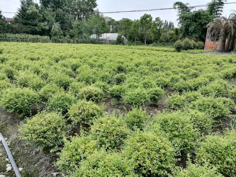 基地直销千层金千层金精球千层金树一手货源
