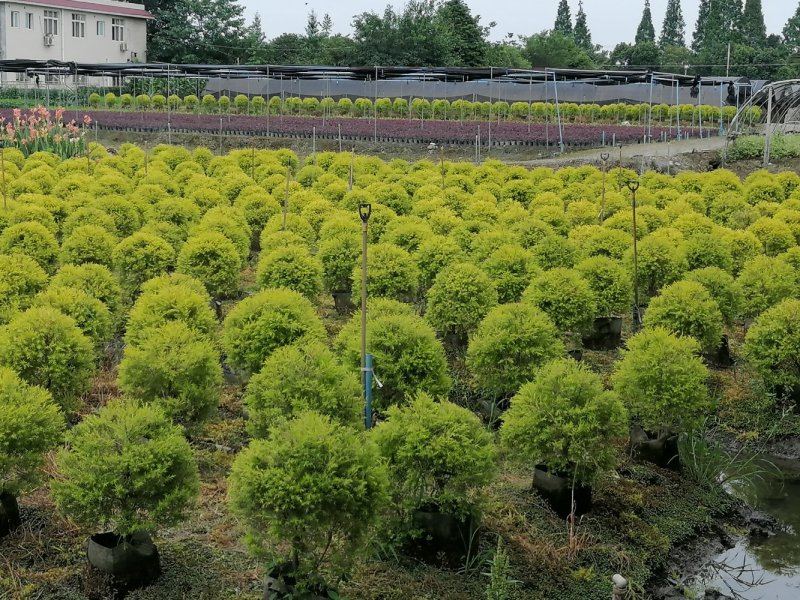 基地直销千层金千层金精球千层金树一手货源