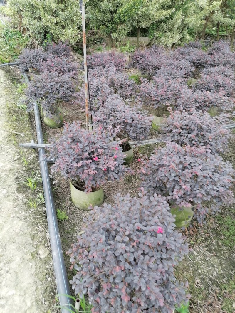 批量供应红继木球，冠30-50公分，规格多，成都货源