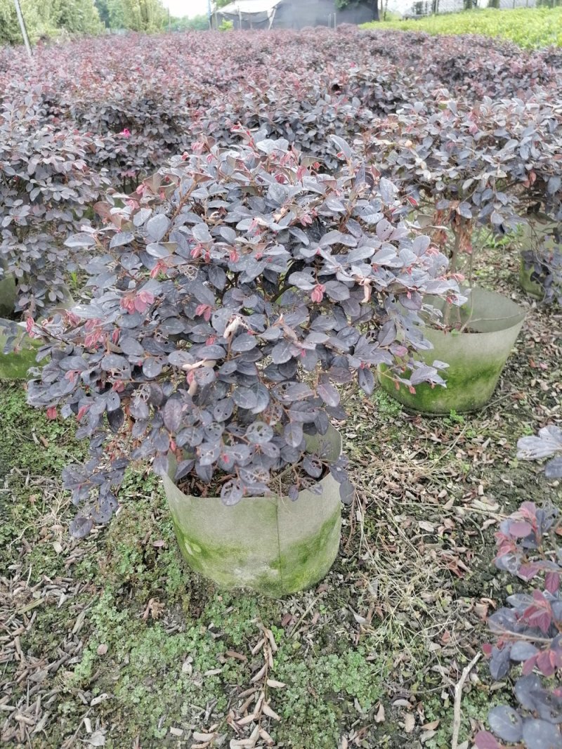 批量供应红继木球，冠30-50公分，规格多，成都货源