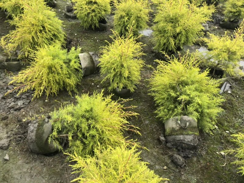 基地直销千层金千层金精球千层金树一手货源