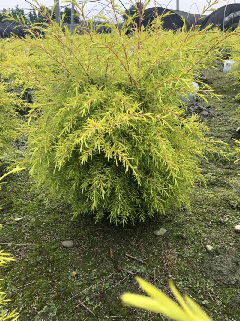 基地直销千层金千层金精球千层金树一手货源
