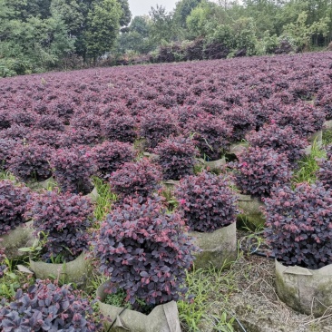 批量供应红继木球，冠30-50公分，规格多，成都货源