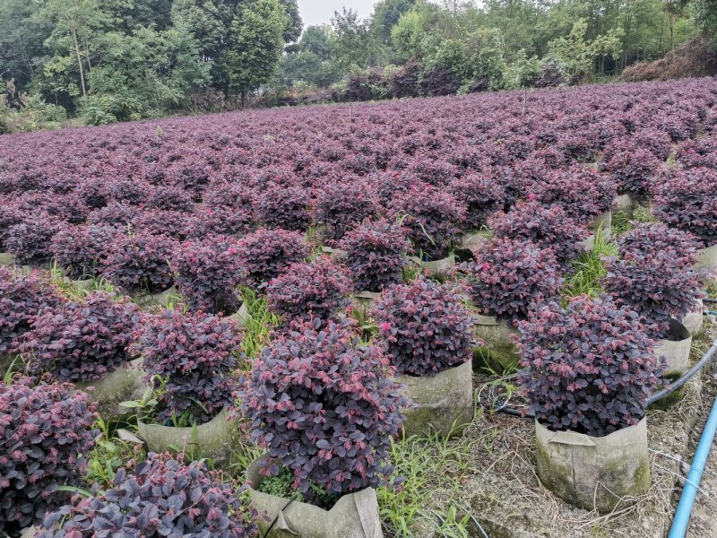 批量供应红继木球，冠30-50公分，规格多，成都货源