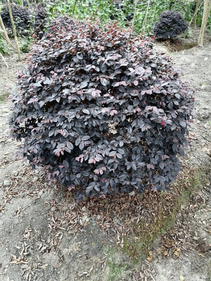 批量供应红继木球，冠30-50公分，规格多，成都货源