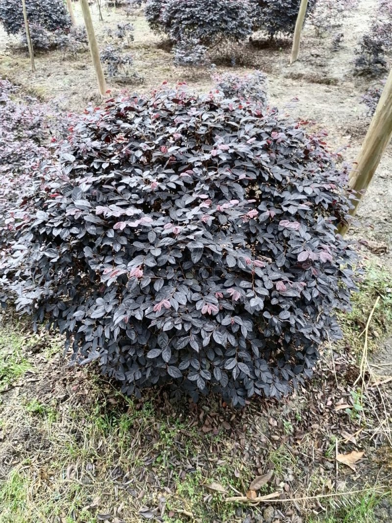 批量供应红继木球，冠30-50公分，规格多，成都货源