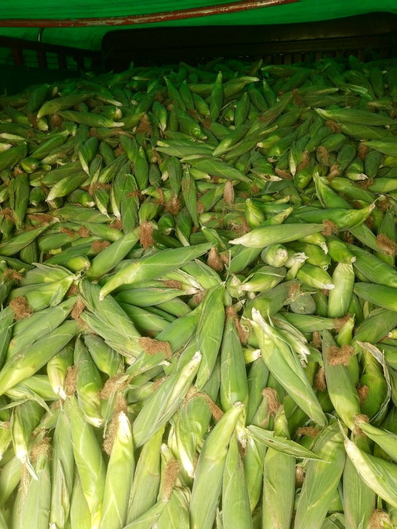 河北邯郸鲜食玉米种植基地，早糯玉米大量上市